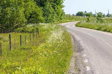 Flowering roadside ditch on a country road in summer