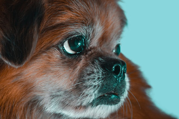 Pekines Old Dog  Sad Orange