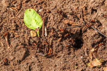 Ants working on the ground at a nest hole