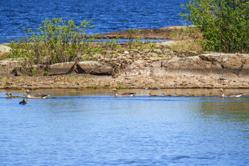 Greylag goose family swimming in the water