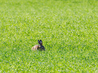 Hare in the grass on a field