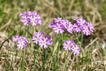 Close up at Bird's-eye primrose flower