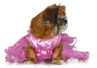 Pekines Old Sad Princess Pink  Dog