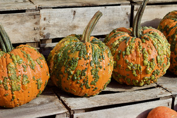 Closeup view of novelty Halloween orange and green warty pumpkins