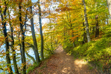 Path through park in autumn, landscape