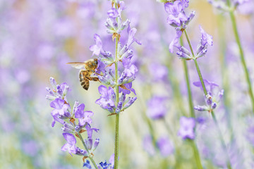 Bee on Lavender flower. Defocused nature violet and orange background. 