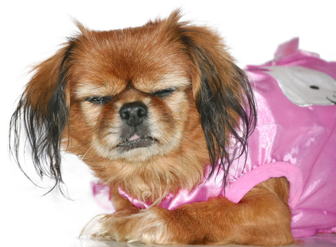 Pekines Old Sad Princess Pink  Dog