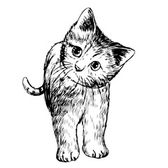 freehand sketch illustration of little cat, kitten