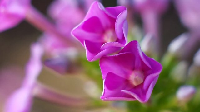 Pink Flowers Phloxes