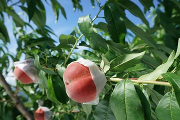 Yamanashi,Japan-June 30, 2018: Sweet peaches on a peach tree are blown by the wind.