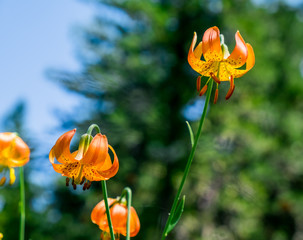 Three leopard lily blooms