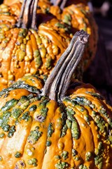 Closeup view of novelty Halloween orange and green warty pumpkins