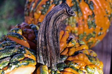 Closeup view of novelty Halloween orange and green warty pumpkins