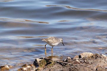 Lesser Yellowlegs On the Shore