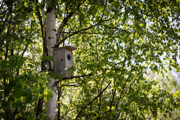 Birdhouse on the side of the birch in Liminganlahti, Finland.