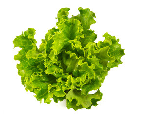 lettuce isolated on white