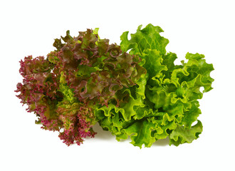 Obraz premium lettuce isolated on white