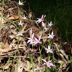 Wild pink fairy orchid (Caladenia latifolia) endemic to Australia