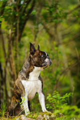 Boston Terrier dog outdoor portrait standing up in forest