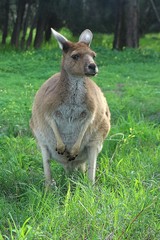 Western Grey Kangaroo on Heirisson Island in Perth, Western Australia