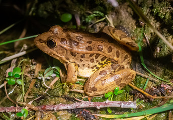 Relict Leopard Frog