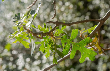 Gambel's oak leaves