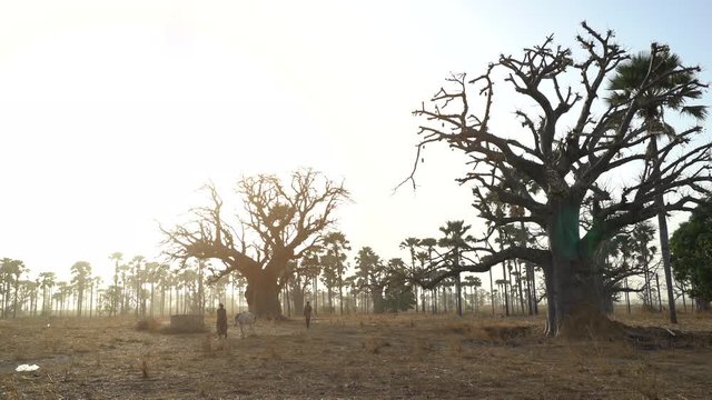 Heat African savanna landscape at sunset - with baobab trees and local men