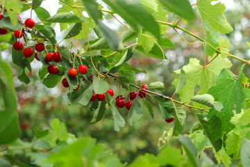 cherries - tasty and juicy berries. food background