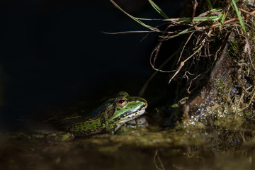 Side view of an european green frog in a spot of light in the water staring at something on a tree root with almost black background