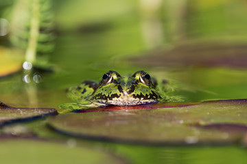 European green frog in the water facing the viewer