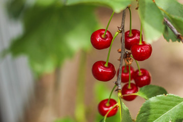 cherries - tasty and juicy berries. food background