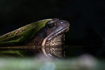 Big toad sticking its head up under a water lily leaf in a spot of light with almost black background