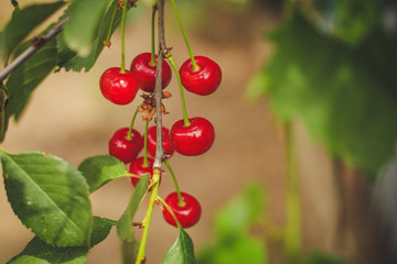 cherries - tasty and juicy berries. food background