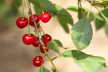 cherries - tasty and juicy berries. food background