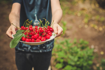 cherries - tasty and juicy berries. food background