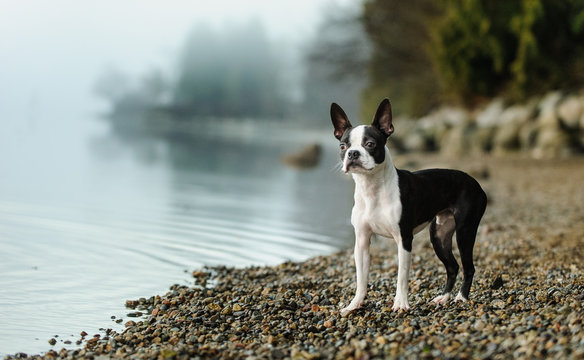 Boston Terrier dog outdoor standing on rocky shore