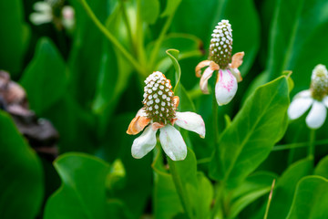Obraz premium Yerba Mansa Bloom