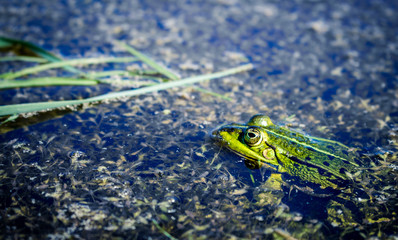 Frosch im Sumpf 