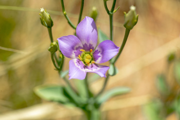 Obraz premium Catchfly prarie gentian