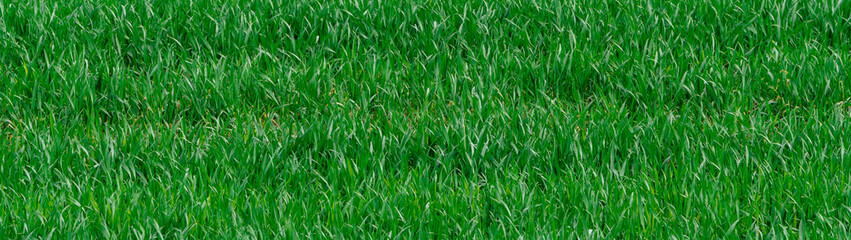 Summer juicy grass