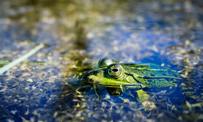 Frosch im Sumpf