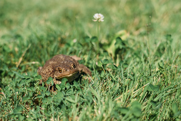 frog, amphibian, animal, toad, nature, green, wildlife, grass, brown, eye, water, macro, animals, frogs, ecology, spring, pond