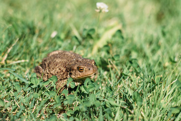 frog, toad, amphibian, animal, nature, grass, green, wildlife, eye, brown, reptile, common, macro, wild, bufo, water, close-up, spring, garden, fauna