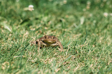 frog, amphibian, animal, toad, nature, green, grass, wildlife, brown, water, eye, reptile, animals, macro, pond, frogs, common, wild, sitting