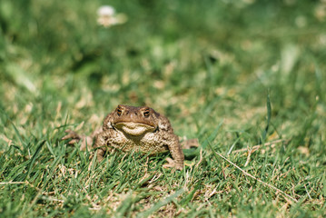 frog, amphibian, toad, animal, nature, green, grass, wildlife, brown, eye, animals, water, wild, frogs, reptile, pond, ecology, macro, outdoors, natural