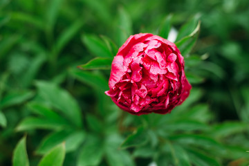 rose, flower, red, garden, nature, pink, flowers, green, beautiful, beauty, plant, blossom, love, summer, flora, bloom, petal, floral, roses, macro, petals, spring, leaf, romance, bright