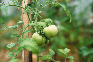 green, tomato, plant, food, garden, fruit, nature, agriculture, leaf, vegetable, healthy, tree, branch, fresh, tomatoes, organic, grow, natural, apple, growth, farm, crop, summer, growing, vegetarian