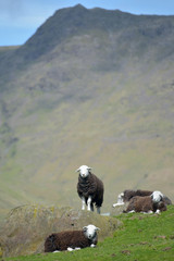 Lambs and sheep in Mickleden Valley beneath Langdale Pikes in Lake District