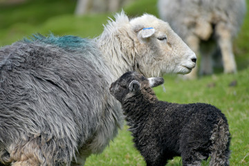 Lambs and sheep in Mickleden Valley beneath Langdale Pikes in Lake District