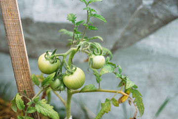 tomato, green, food, plant, vegetable, garden, agriculture, tomatoes, fresh, leaf, fruit, nature, healthy, vine, organic, branch, grow, natural, vegetarian, growth, vegetables, ripe, summer, gardening